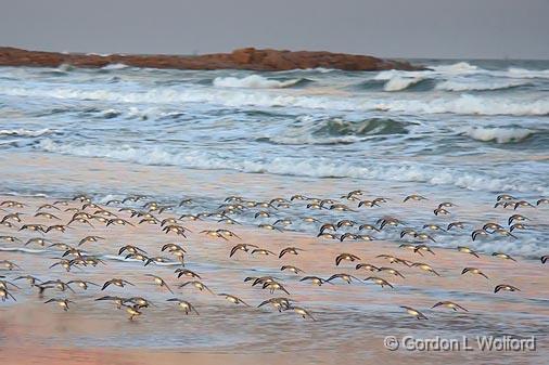 Large Flock In Flight_42935.jpg - Sanderlings (Calidris alba)Photographed along the Gulf coast on Mustang Island near Corpus Christi, Texas, USA.